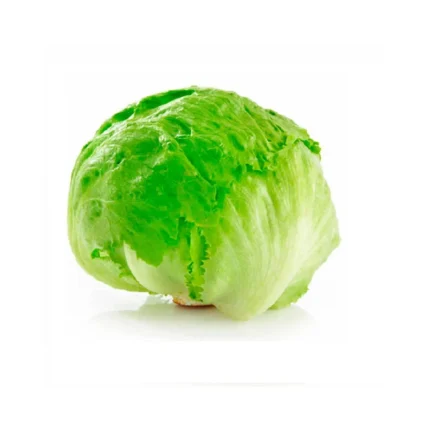 Lechuga Escarola